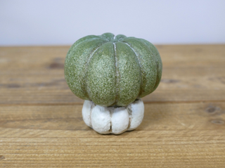Green & White Resin Pumpkin Ornament