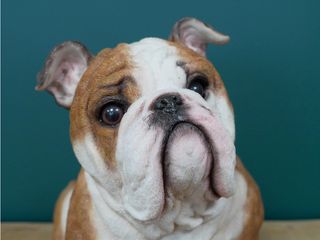 Large Sitting British Bulldog Dog Ornament