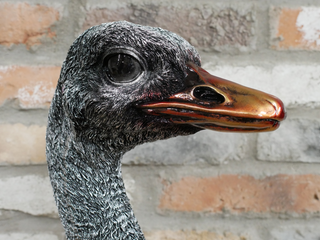 Emu Head Bust