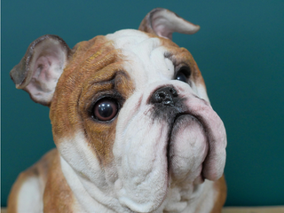 Large Sitting British Bulldog Dog Ornament