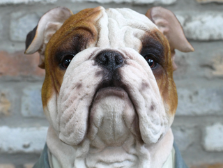 Large British Bulldog Bust Ornament