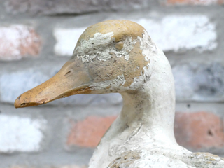 Daisy the Duck
