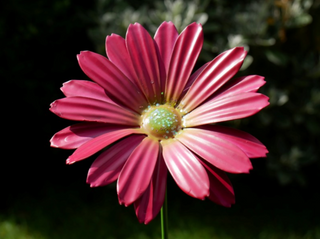 Set of 6 Large Metal Flowers Garden Stakes
