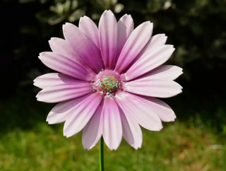 Set of 6 Large Metal Flowers Garden Stakes